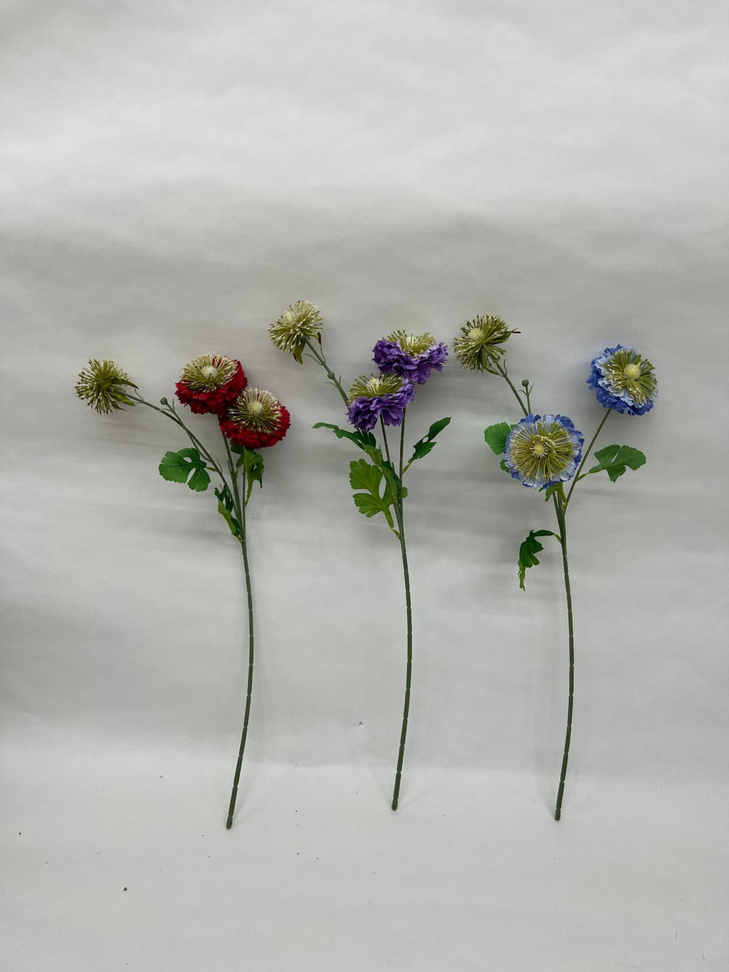 Anemone