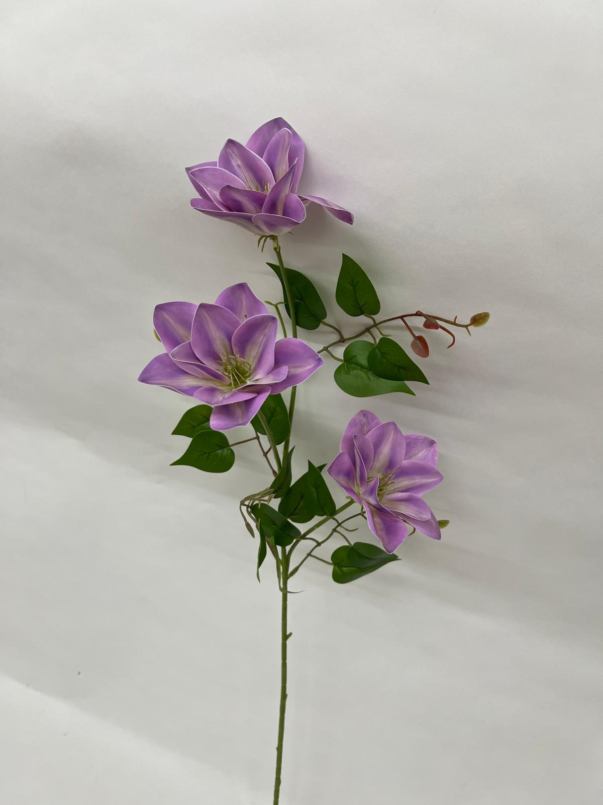 Clematis