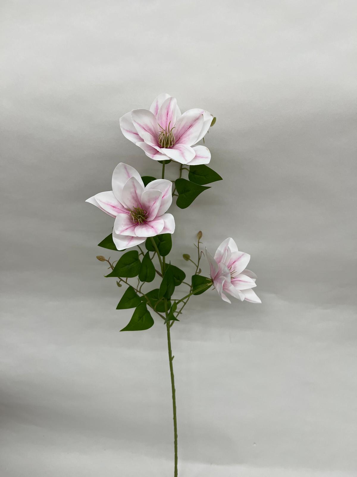 Clematis
