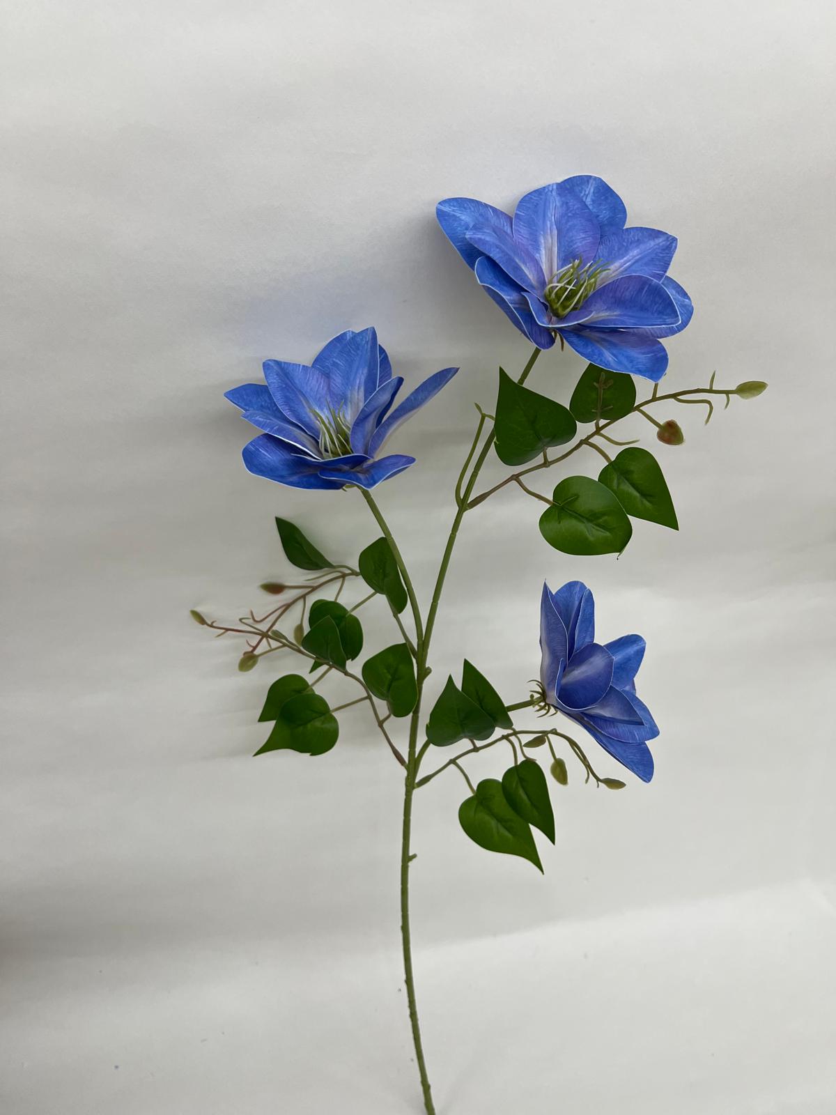 Clematis