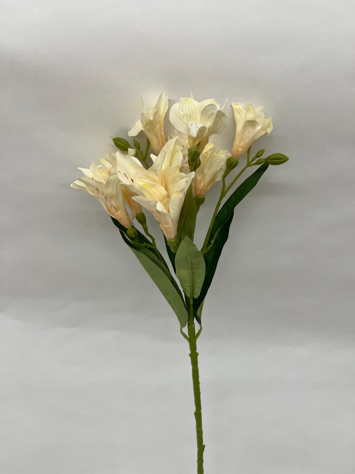 Astromelia