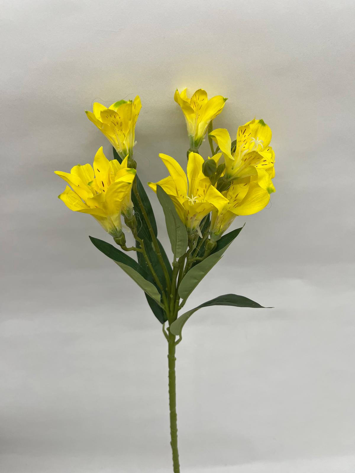 Astromelia