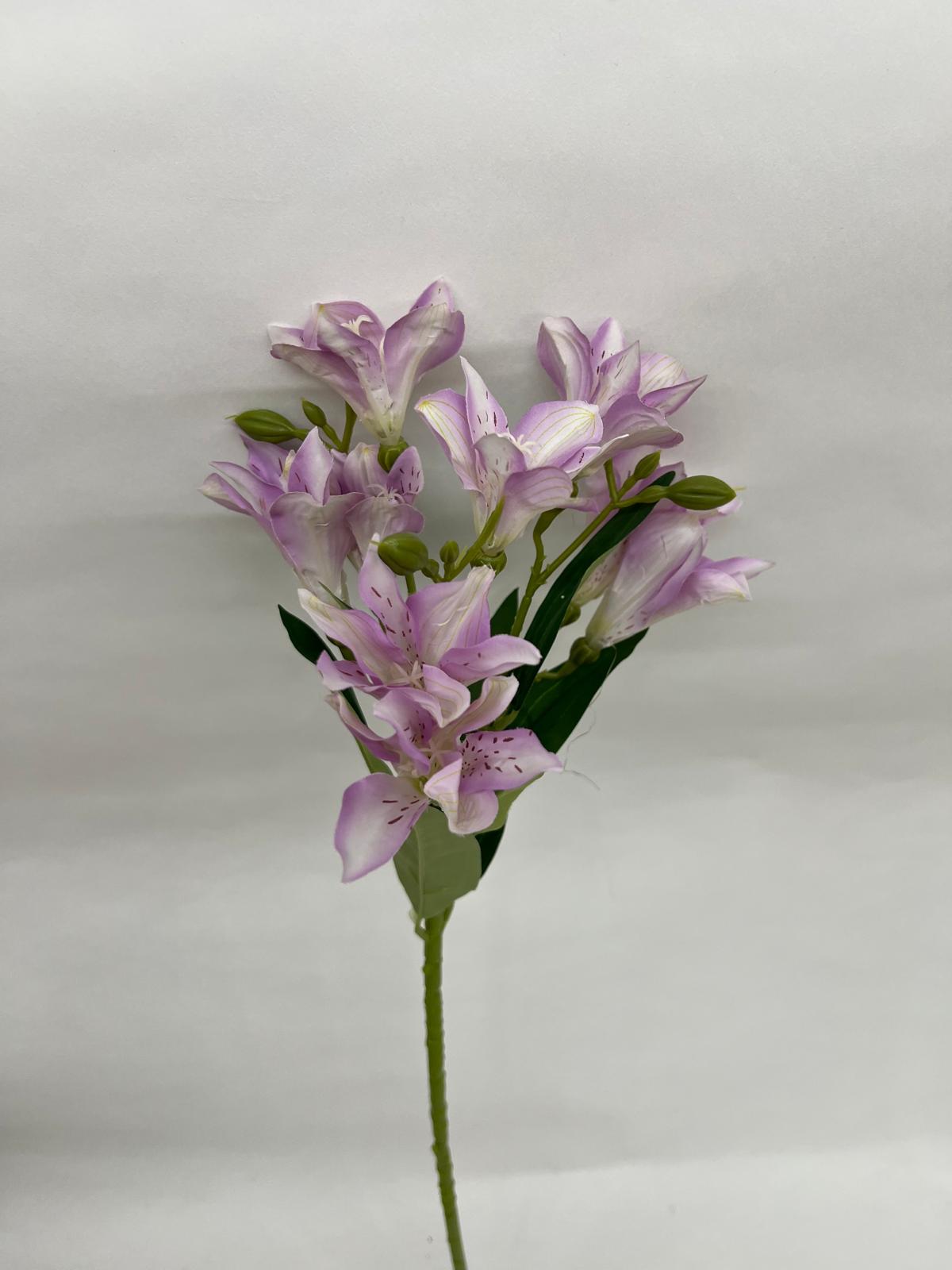 Astromelia