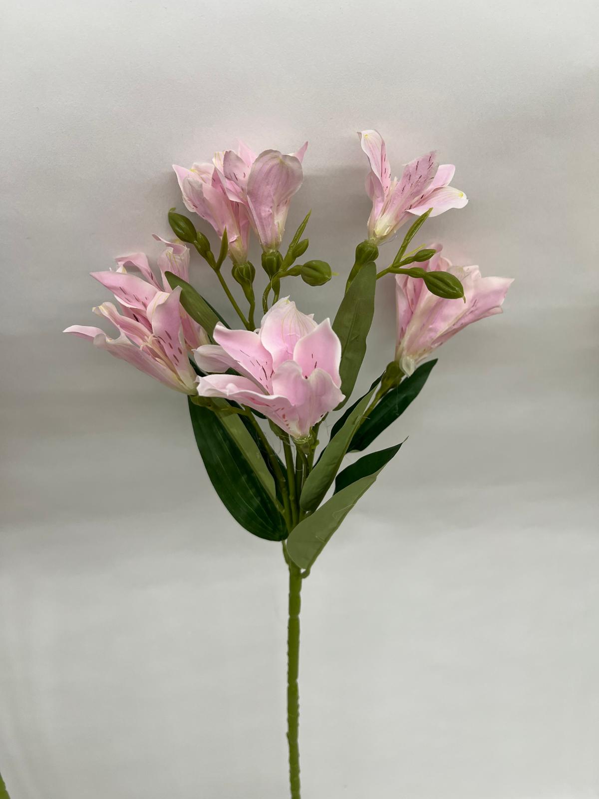 Astromelia