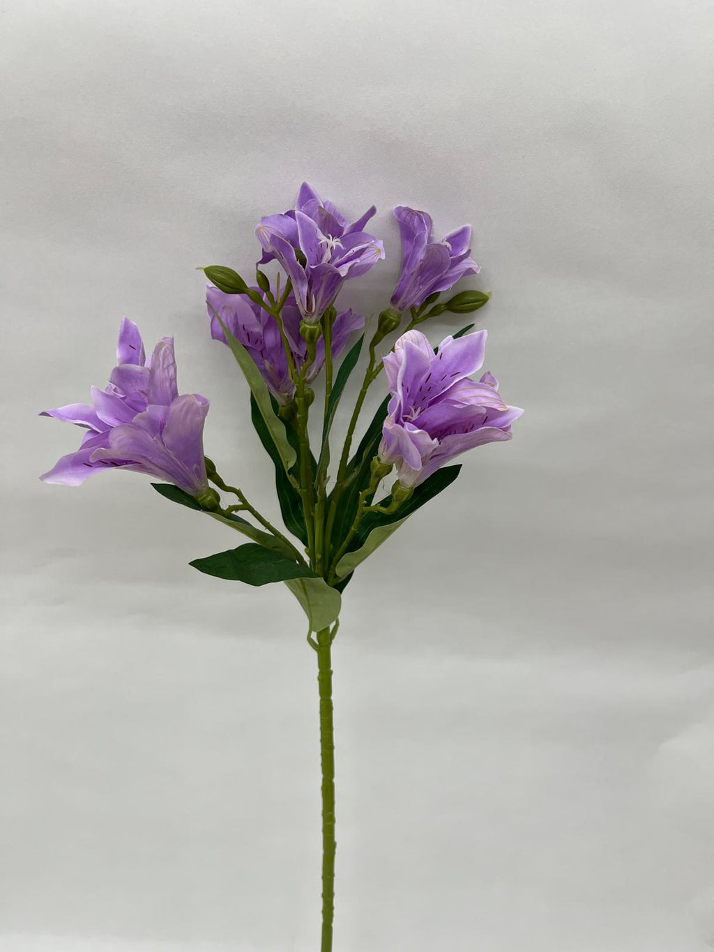 Astromelia