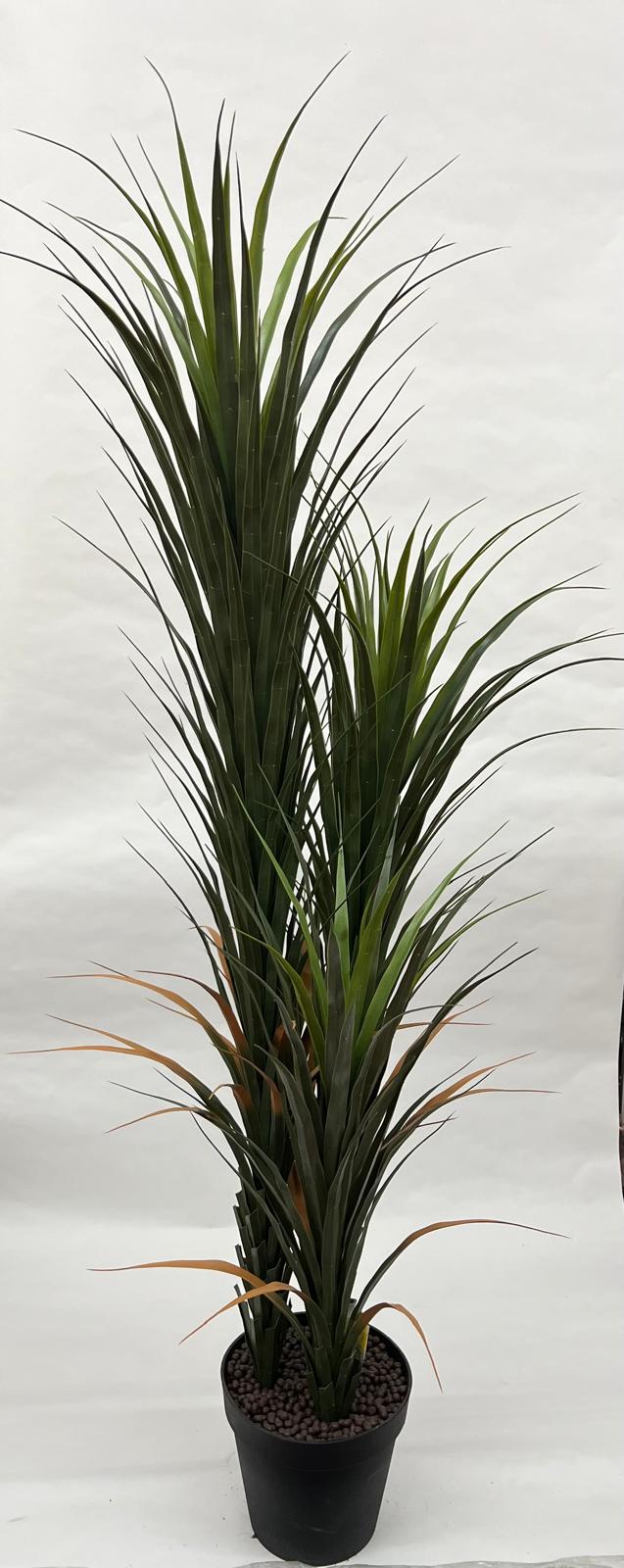 Pomi Artificiali (Yuca)
