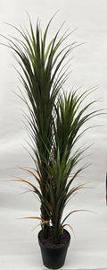 Pomi Artificiali (Yuca)