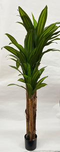 Pomi Artificiali (Dracaena Green)