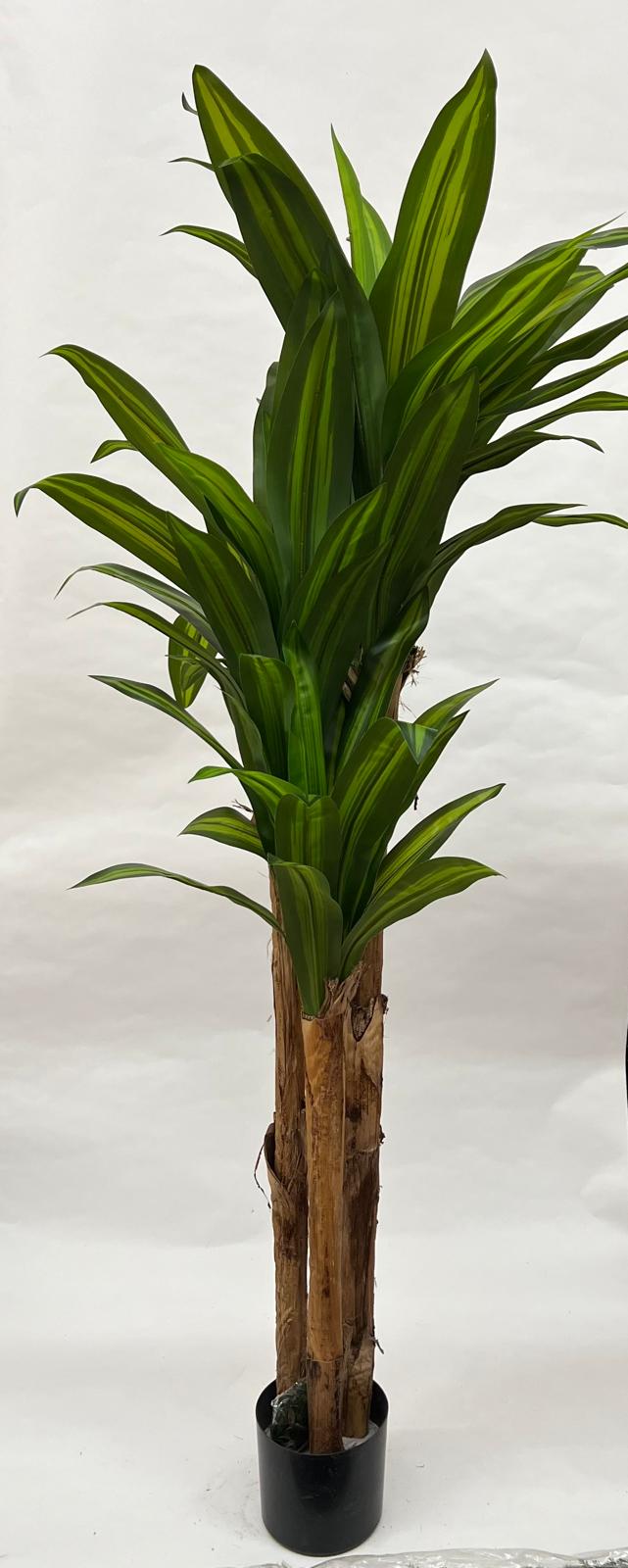 Pomi Artificiali (Dracaena Green)