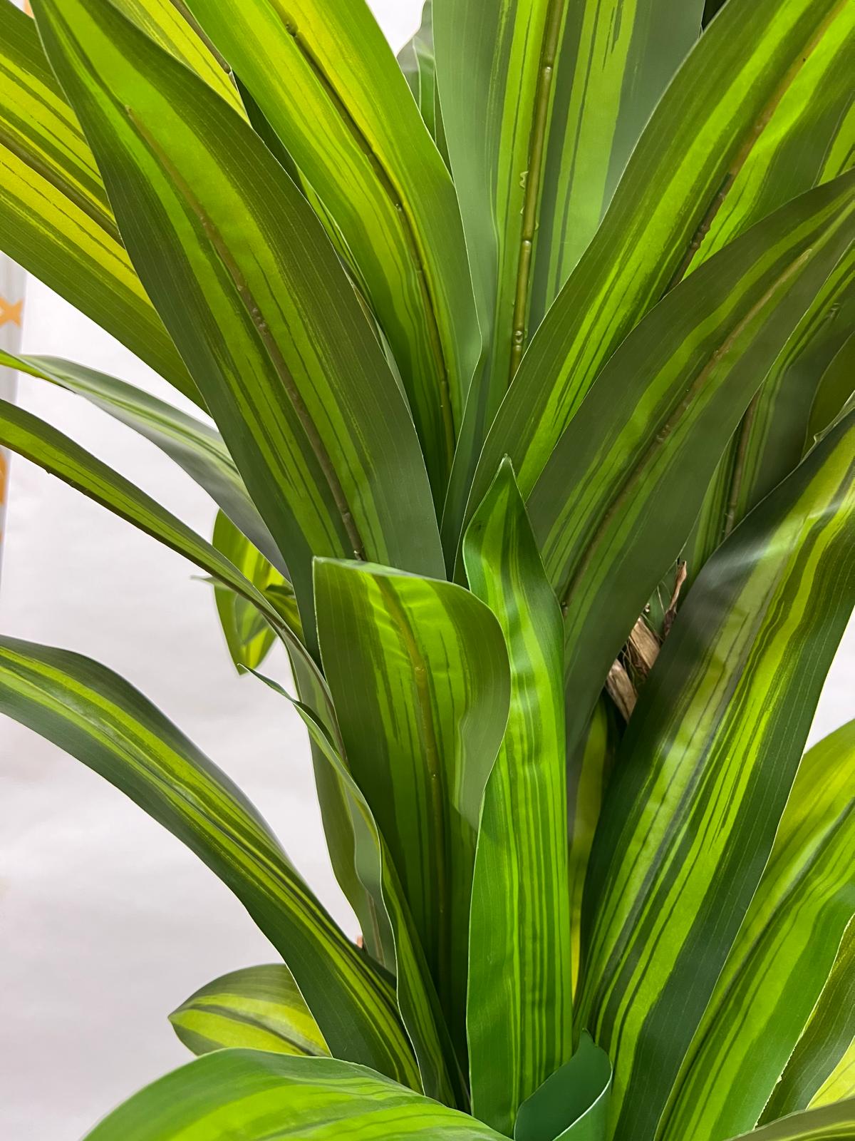 Pomi Artificiali (Dracaena Green)