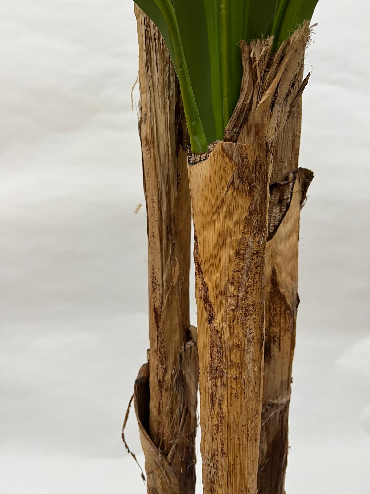 Pomi Artificiali (Dracaena Green)