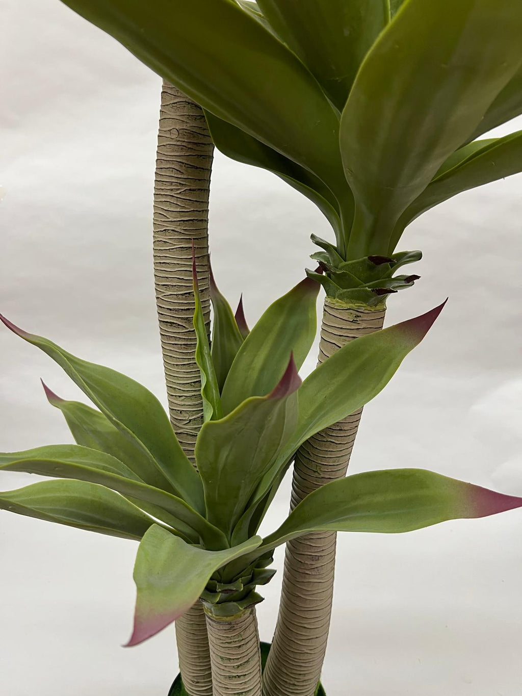 Pomi Artificiali (Agave)