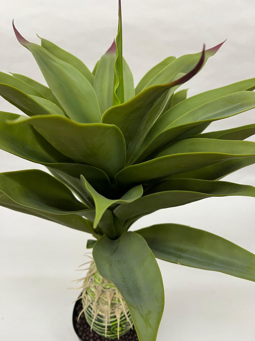 Pomi Artificiali (Agave)