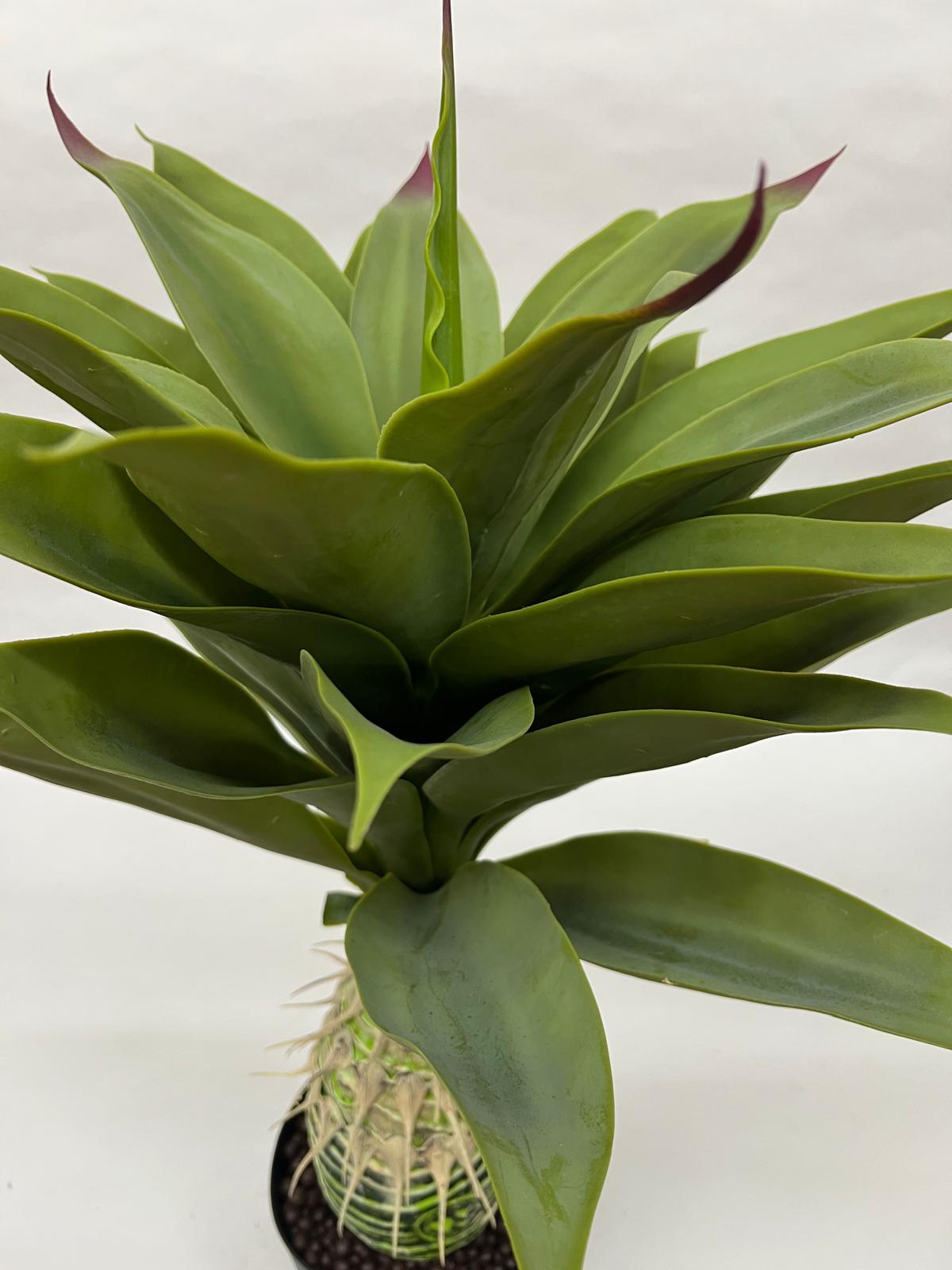 Pomi Artificiali (Agave)
