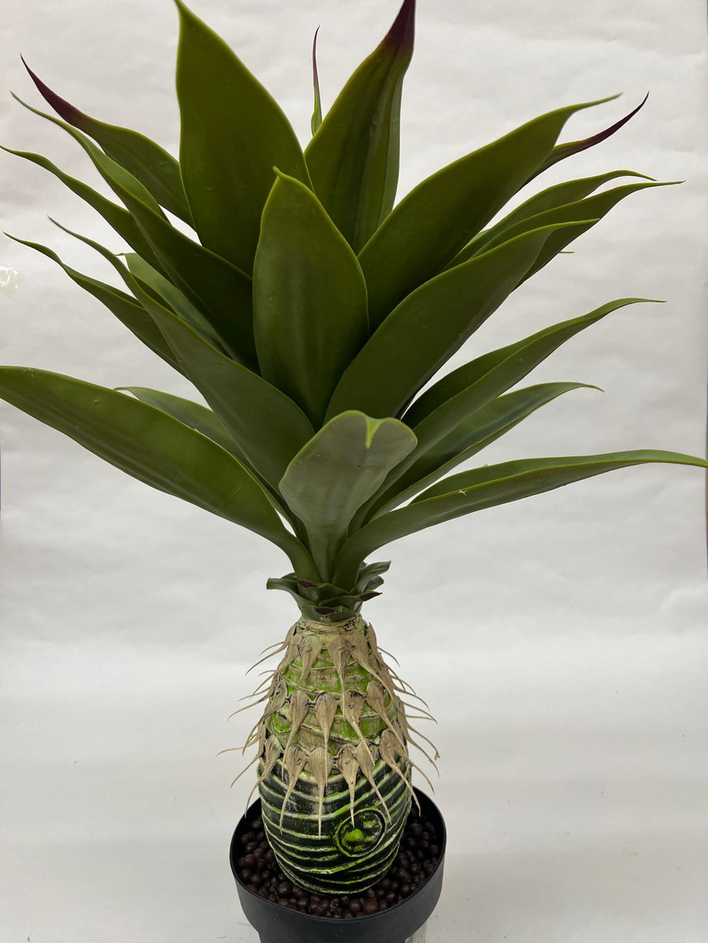Pomi Artificiali (Agave)