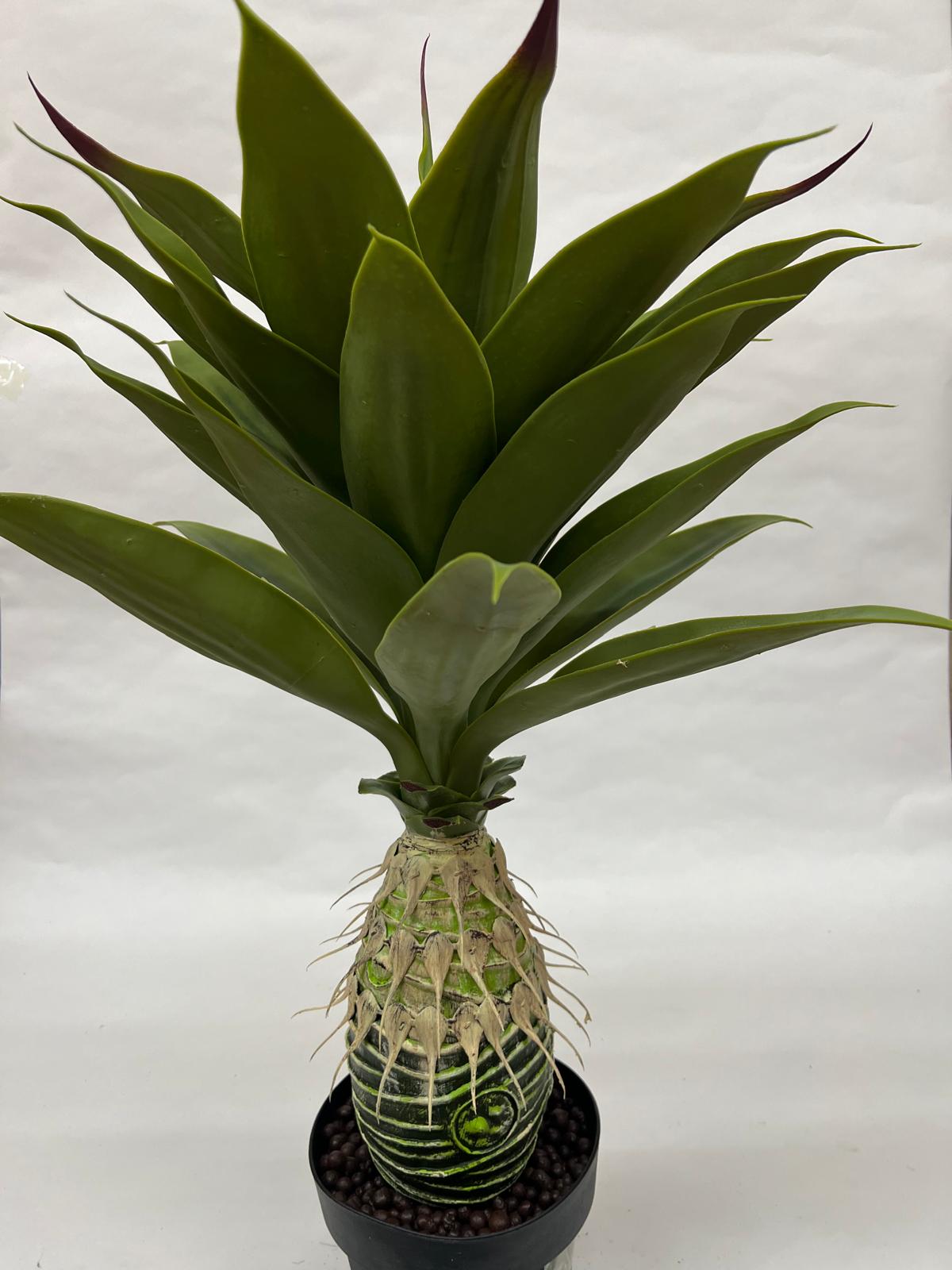 Pomi Artificiali (Agave)