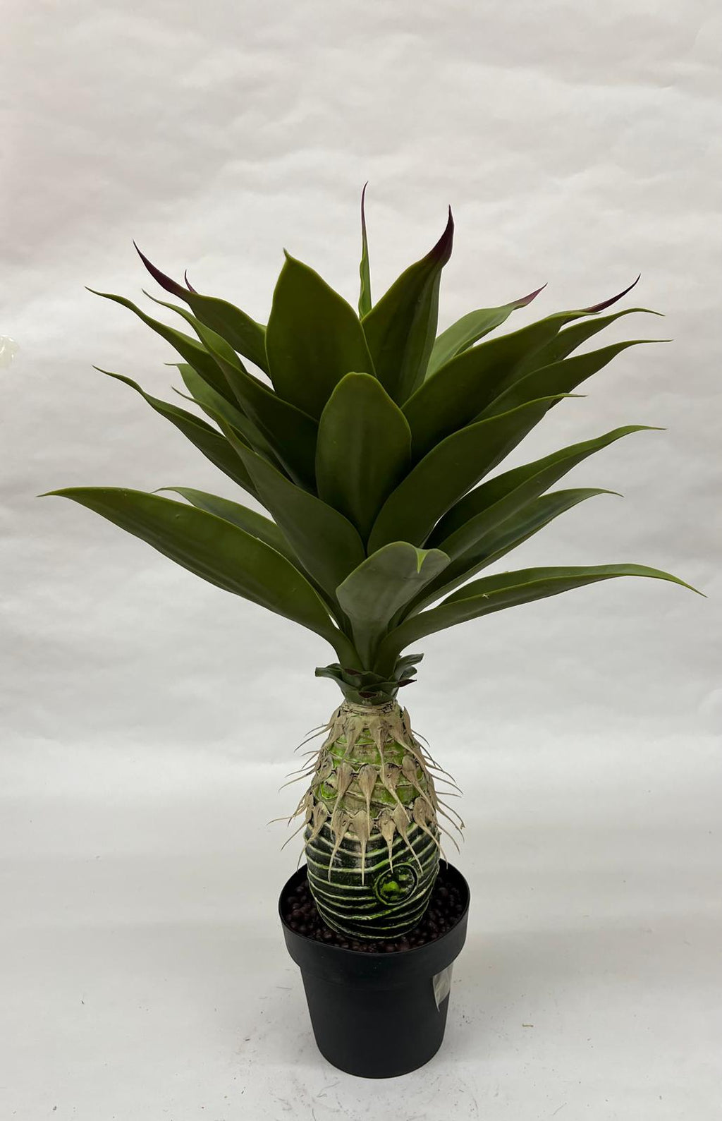 Pomi Artificiali (Agave)