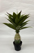 Pomi Artificiali (Agave)