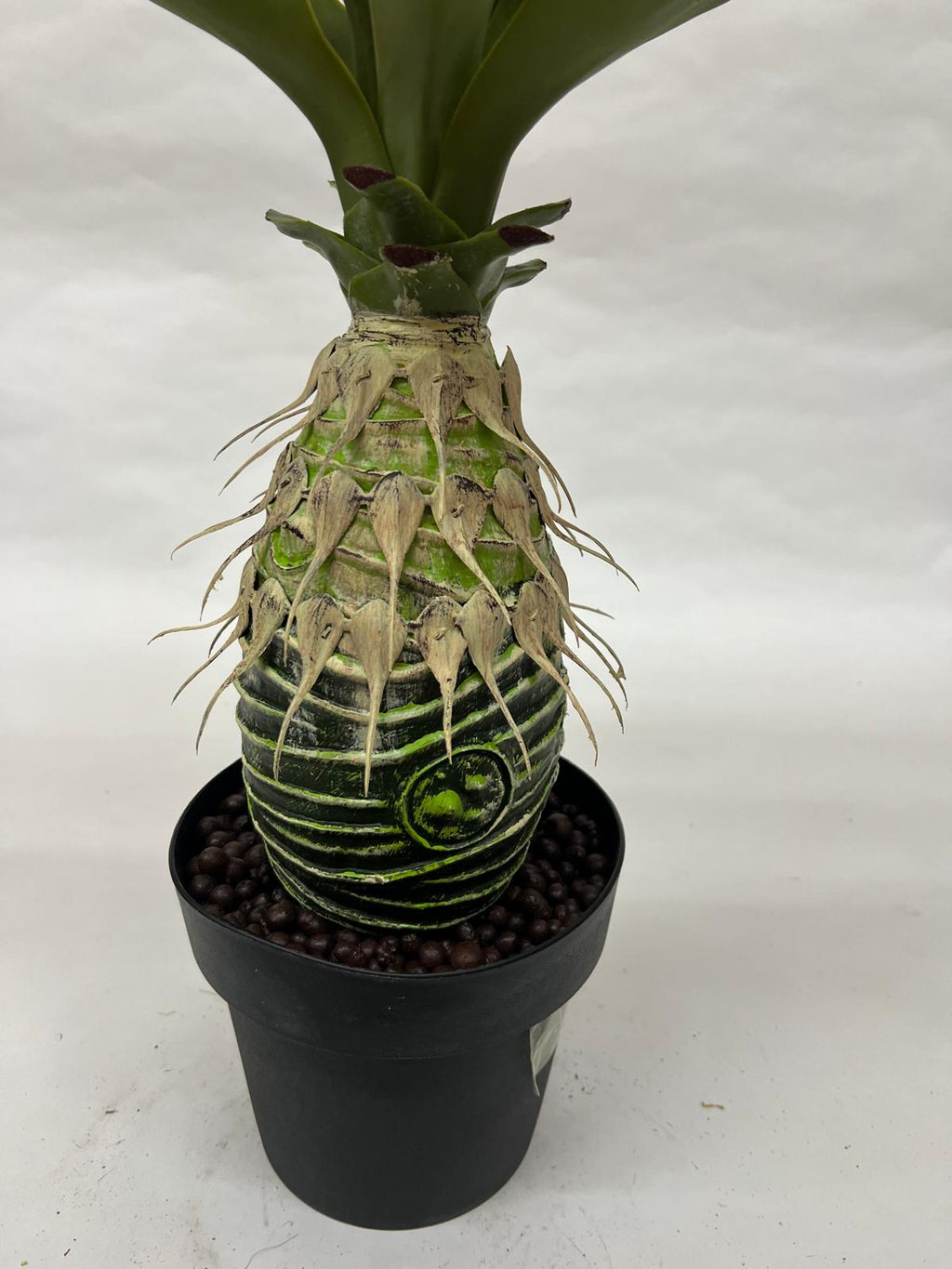 Pomi Artificiali (Agave)