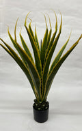 Pomi Artificiali (Yuca)