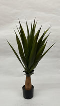 Pomi Artificiali (Agave)