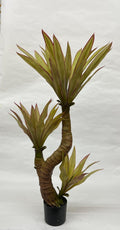 Pomi Artificiali (Yuca)