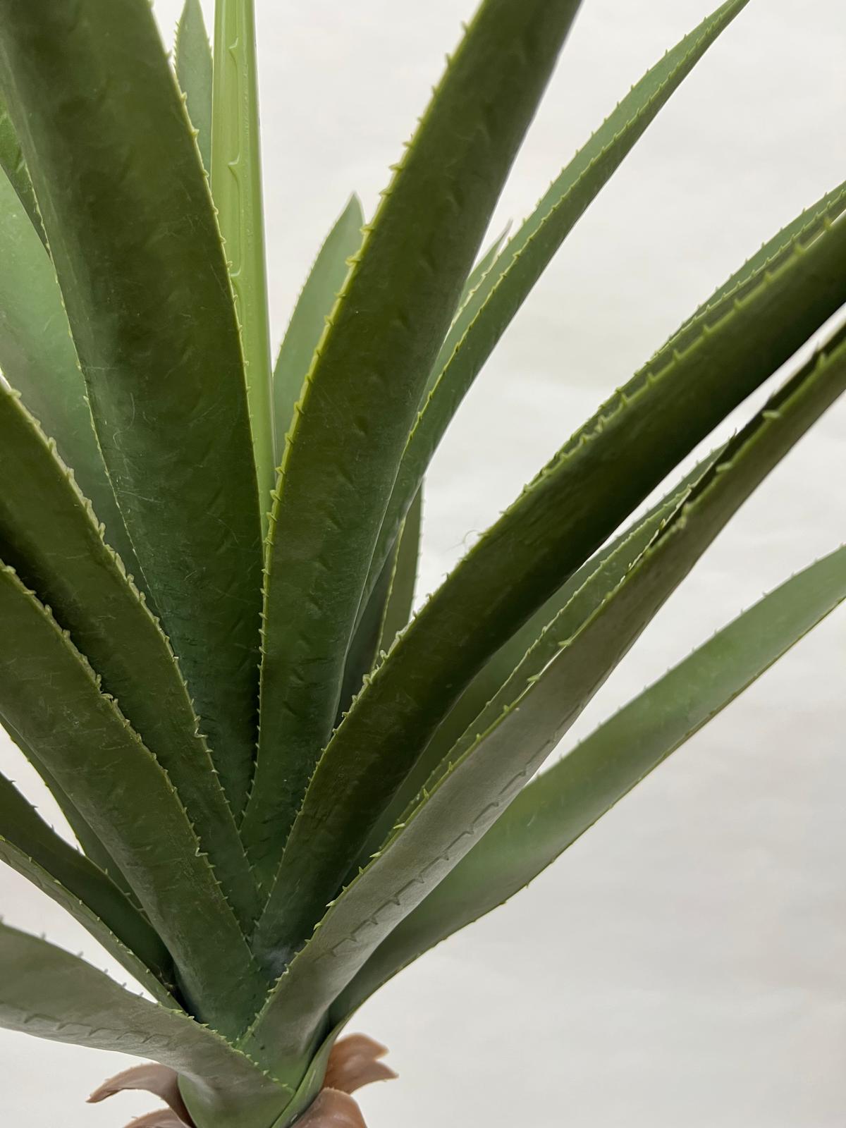 Pomi Artificiali (Agave)