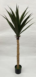 Pomi Artificiali (Agave)