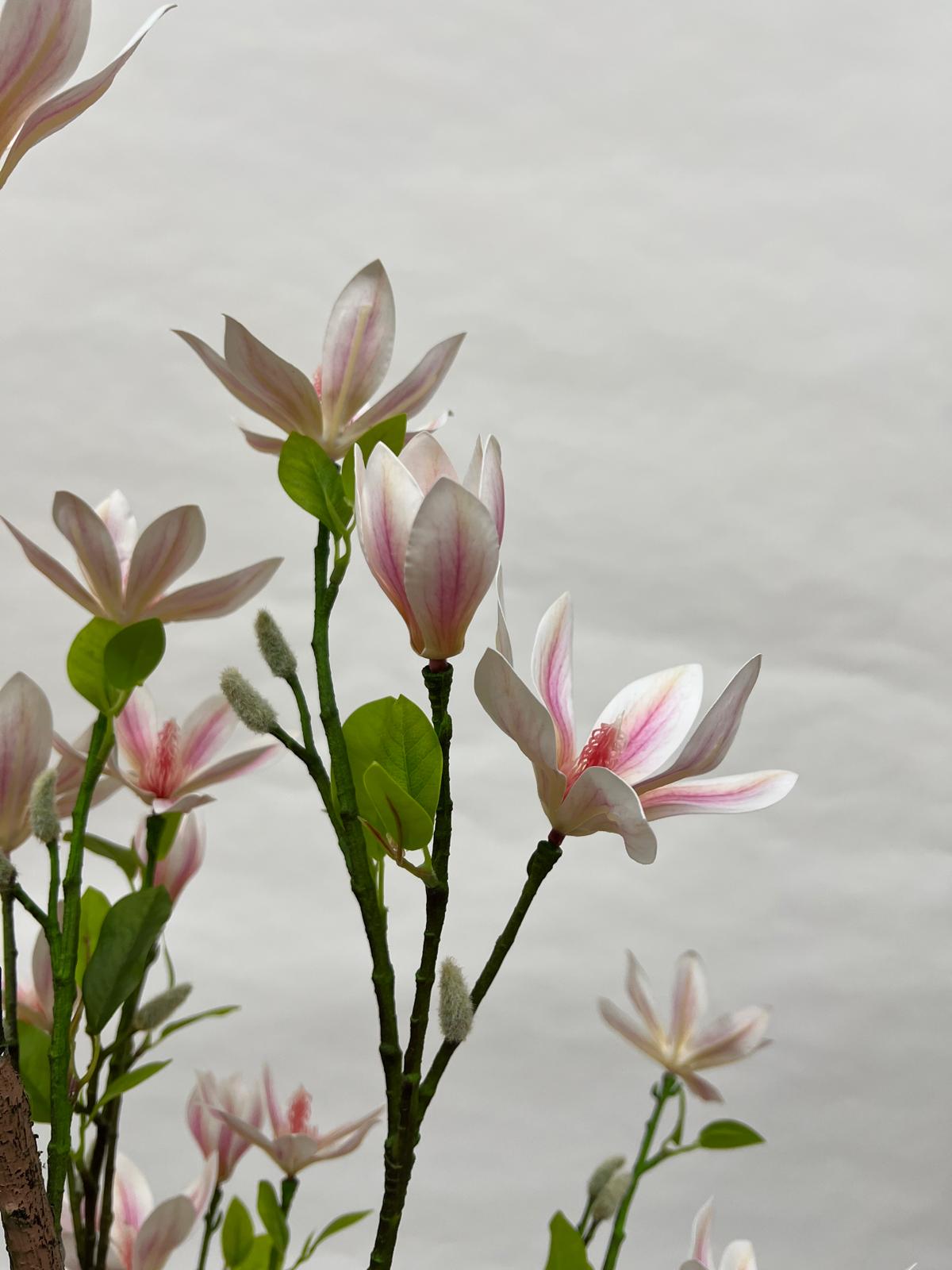 Pomi Artificiali (Magnolie)