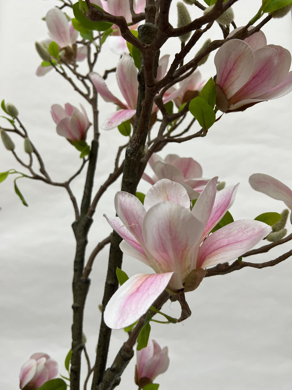 Pomi Artificiali (Magnolie)