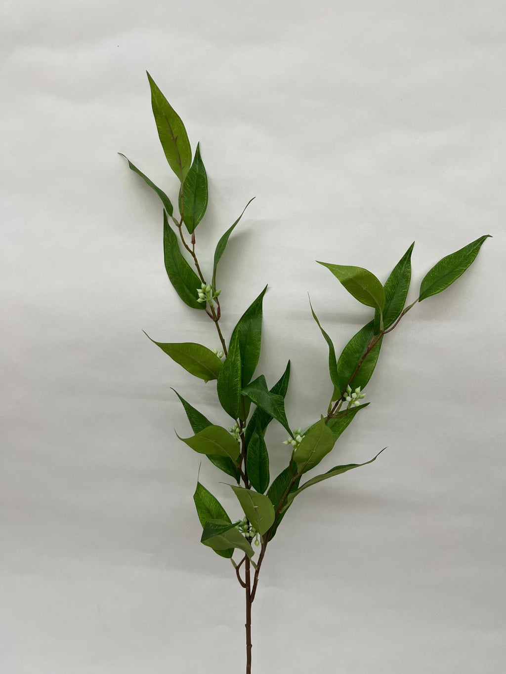 Frunza Eucalipt