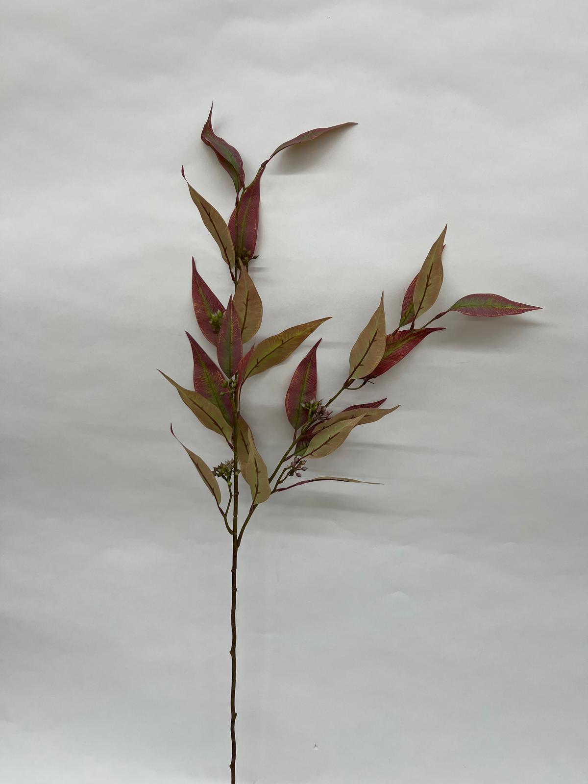 Frunza Eucalipt