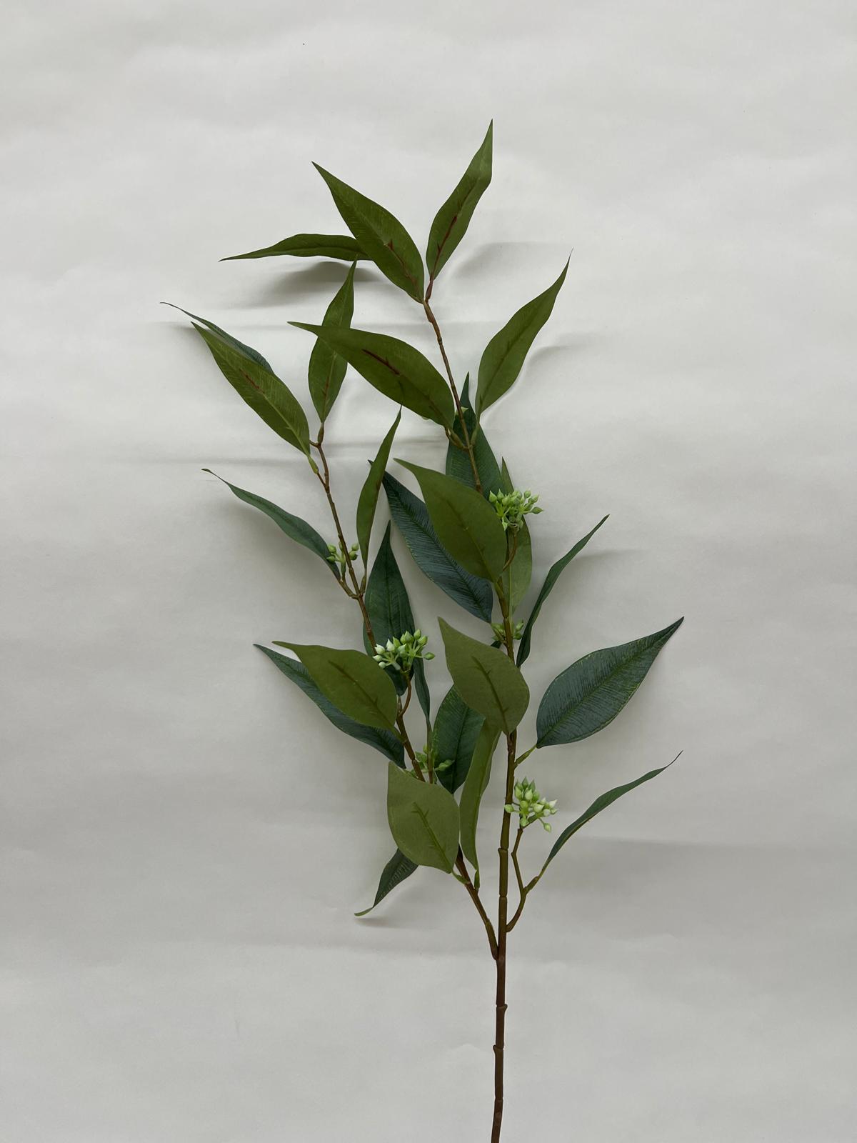 Frunza Eucalipt