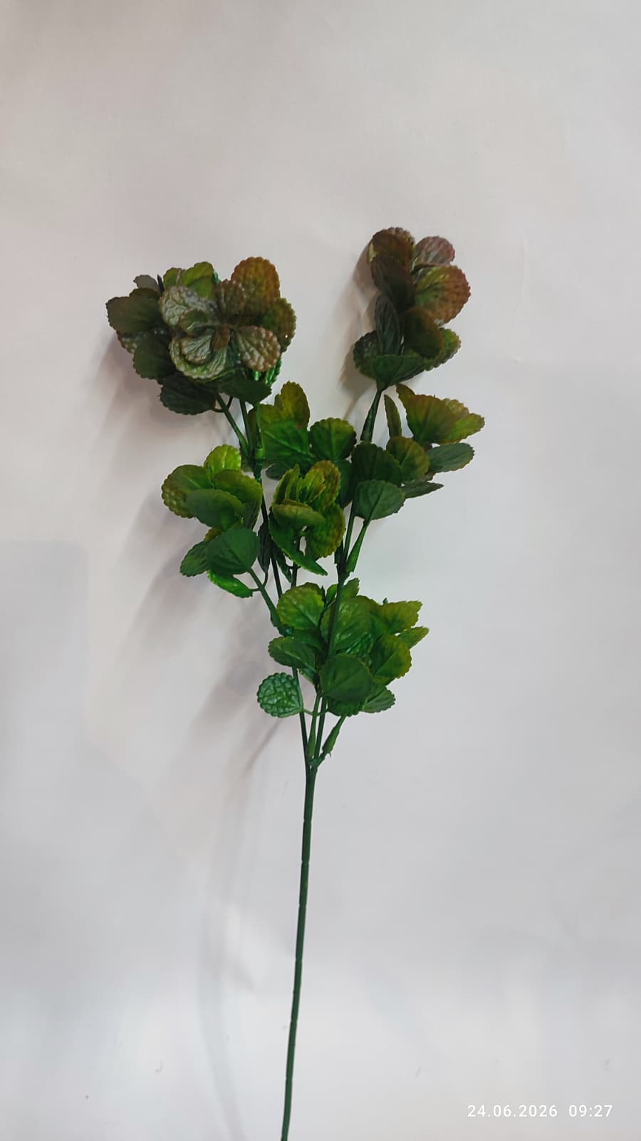 Crenguta Decorativa Verdeata