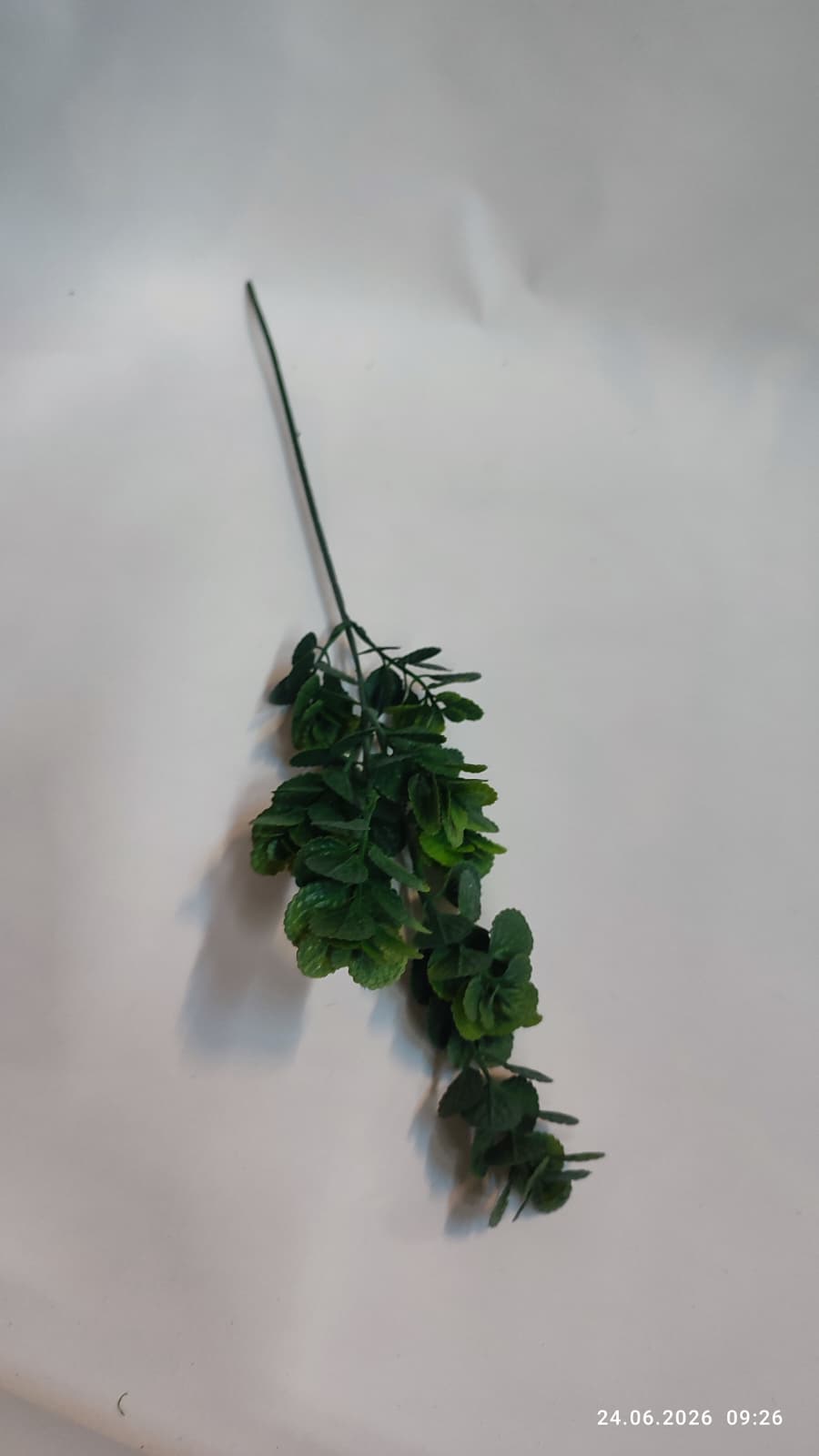Crenguta Decorativa Verdeata