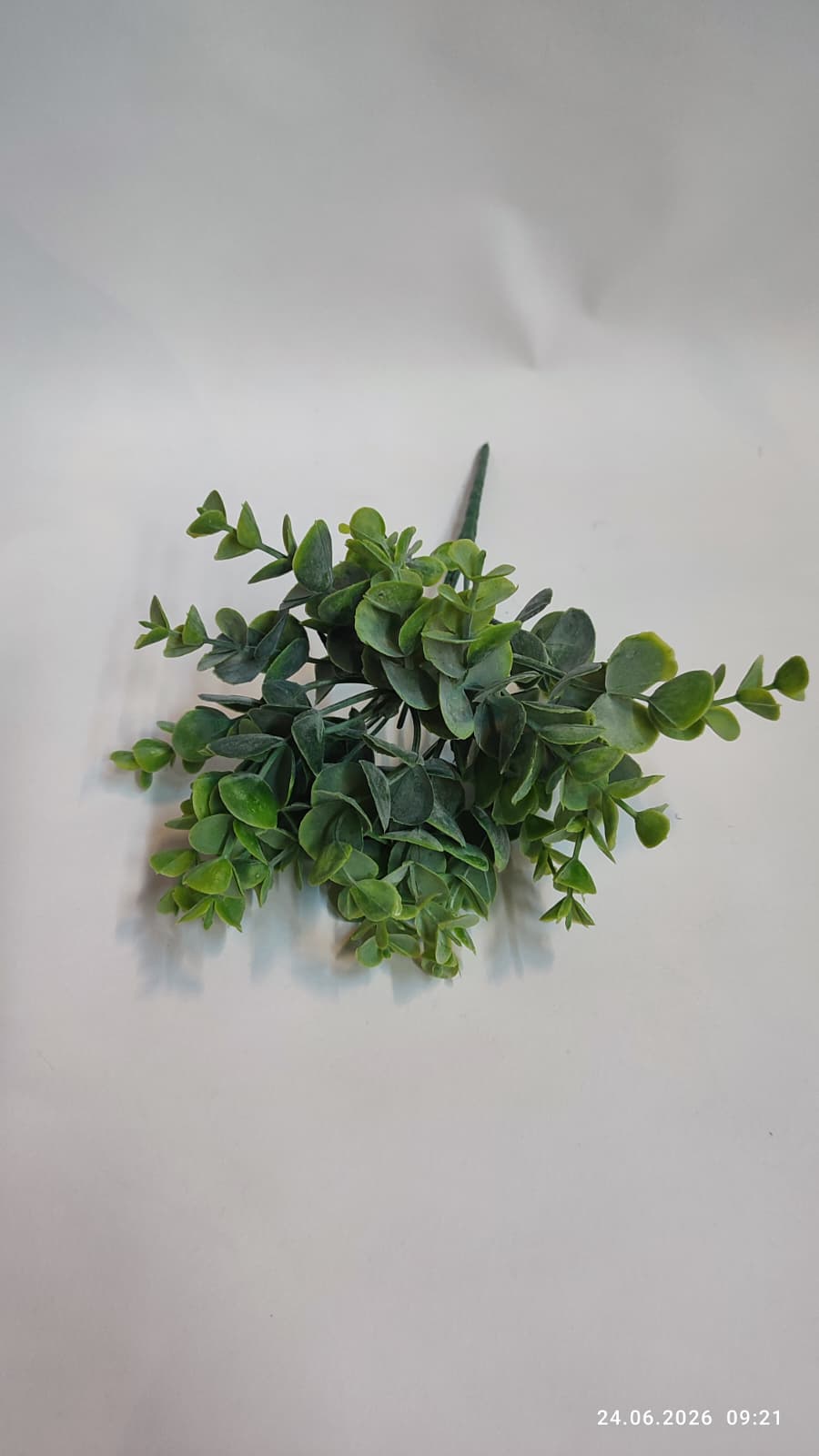 Buchet Eucalipt