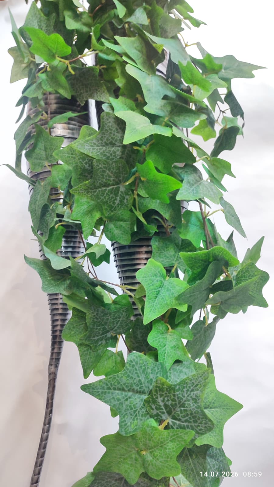 Plante Curgatoare