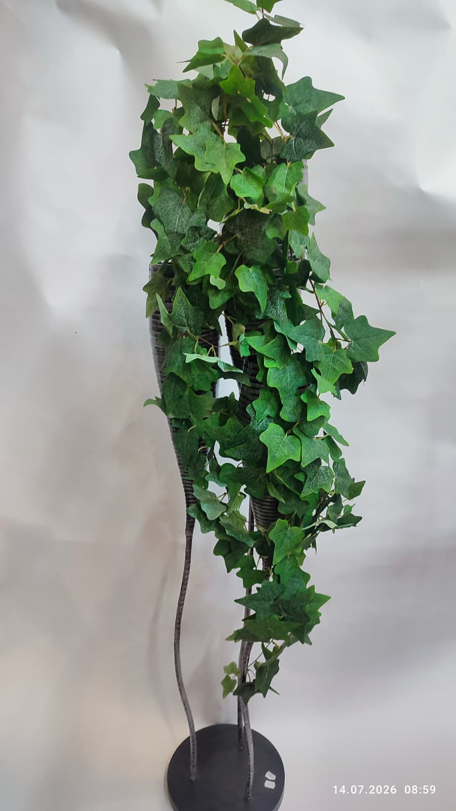 Plante Curgatoare