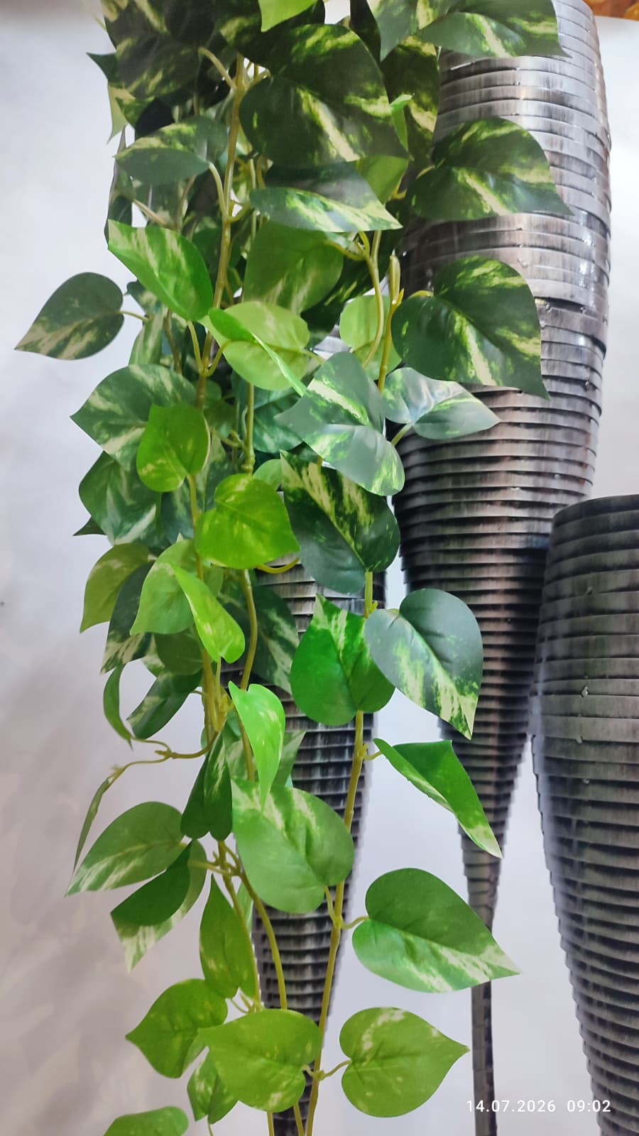 Plante Curgatoare