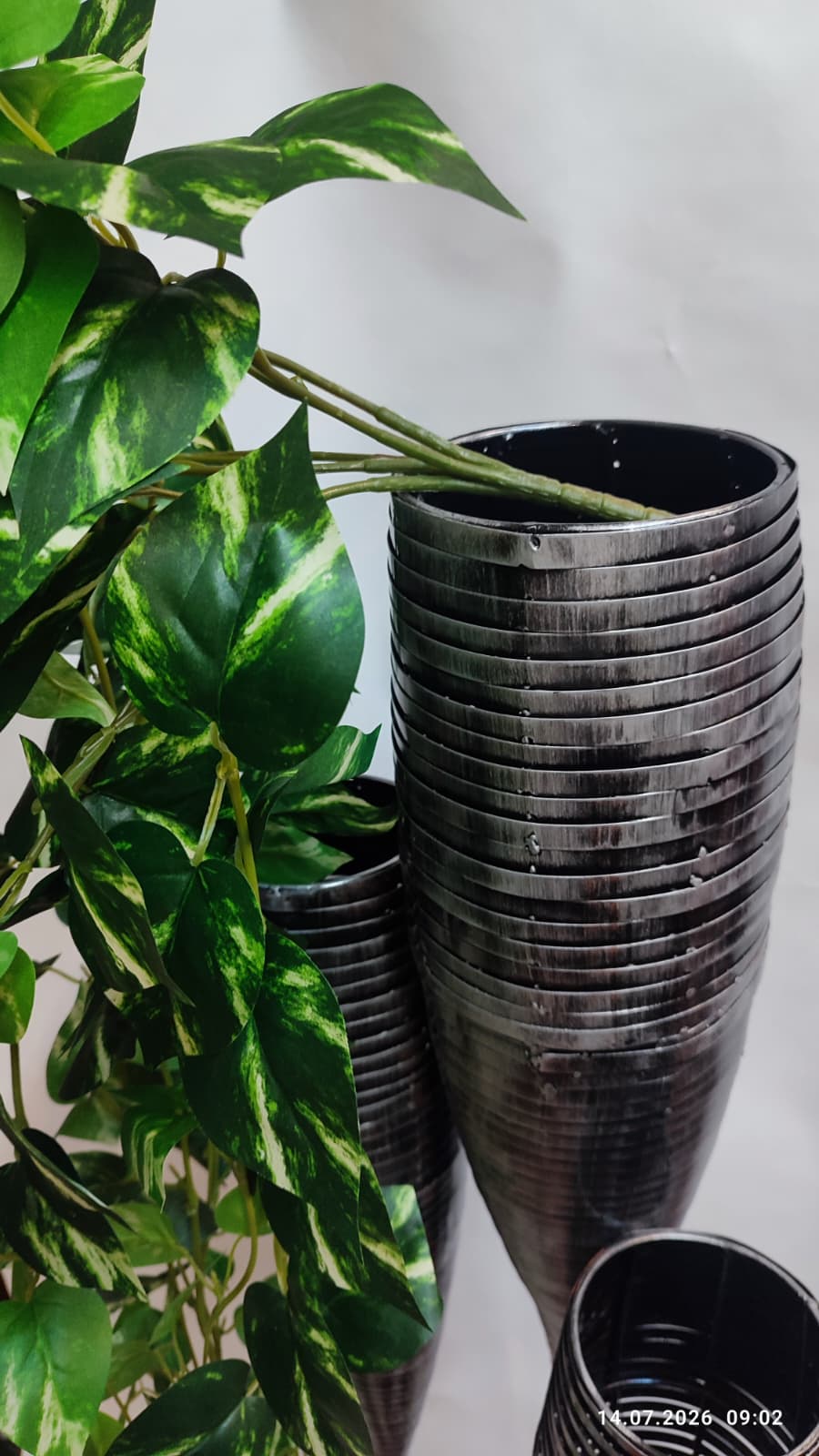 Plante Curgatoare