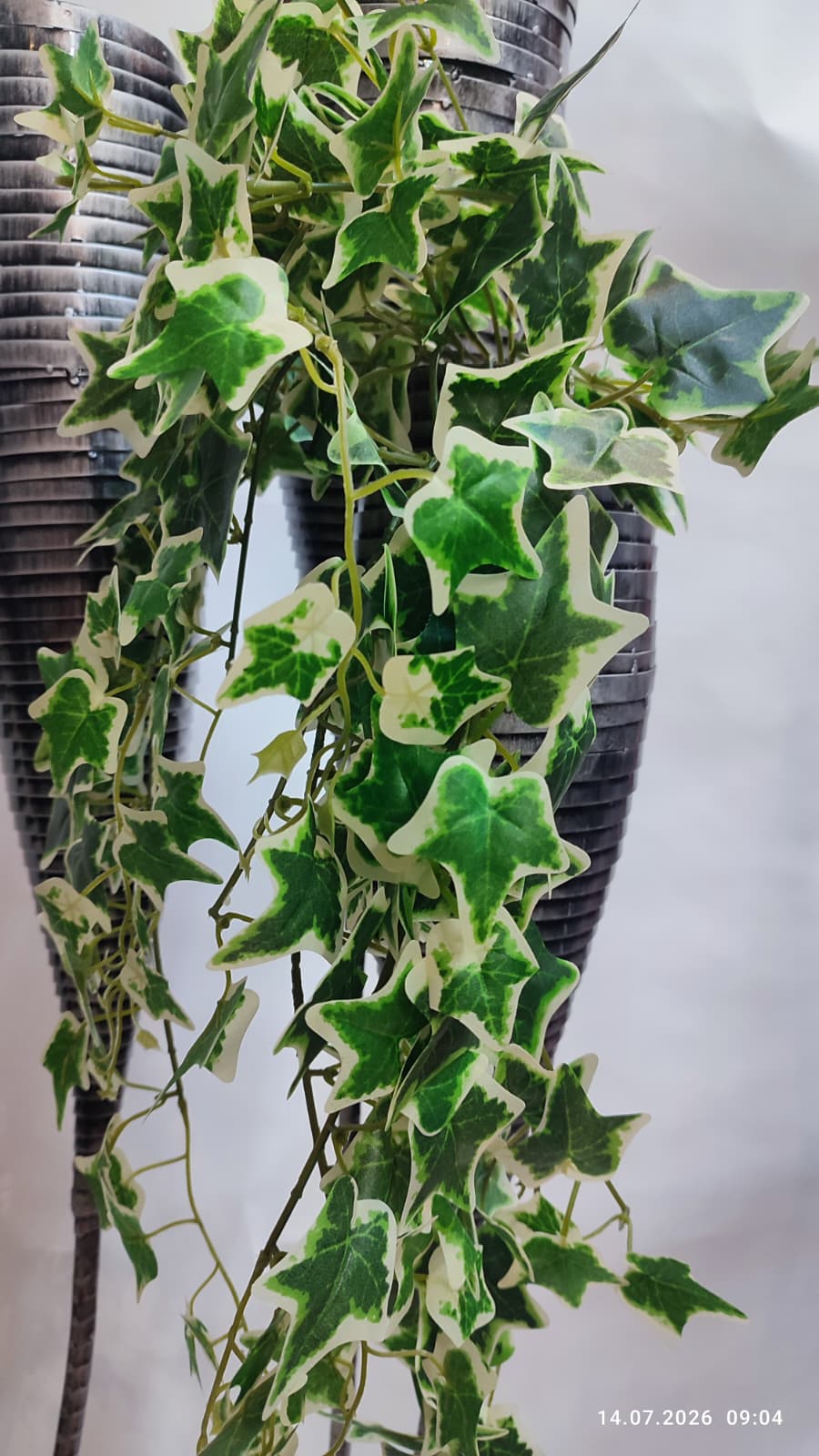 Plante Curgatoare
