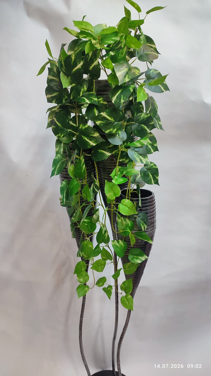 Plante Curgatoare