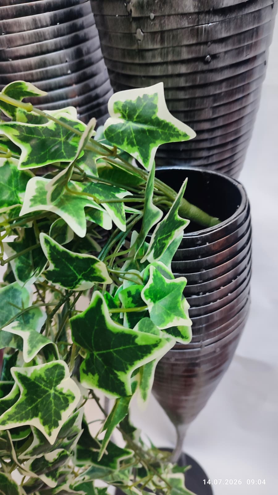 Plante Curgatoare
