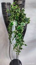 Plante Curgatoare