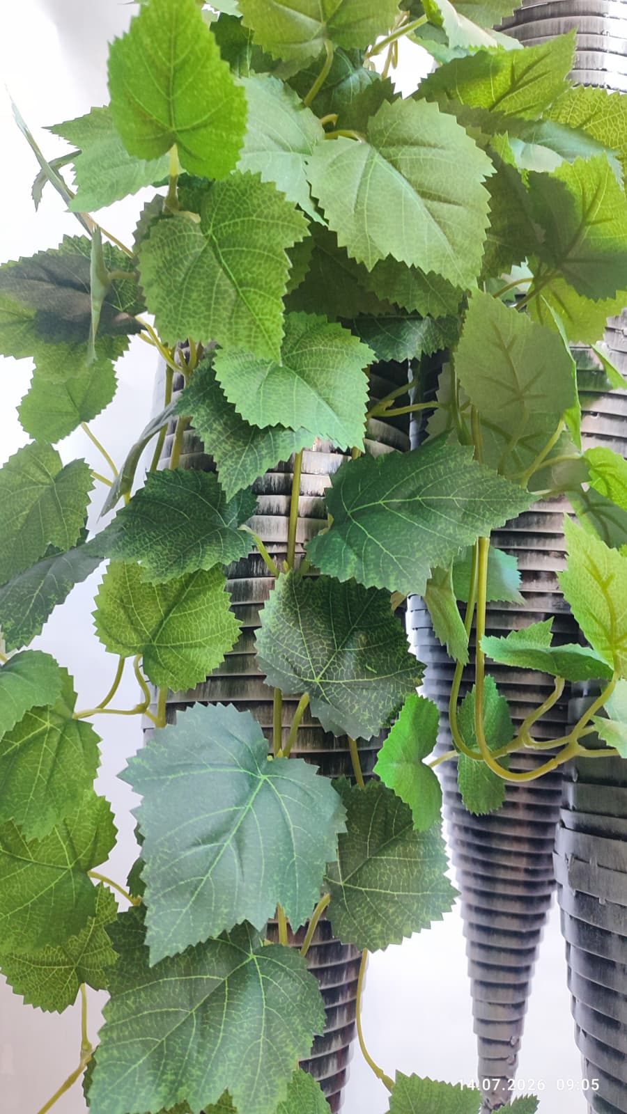 Plante Curgatoare