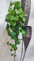 Plante Curgatoare