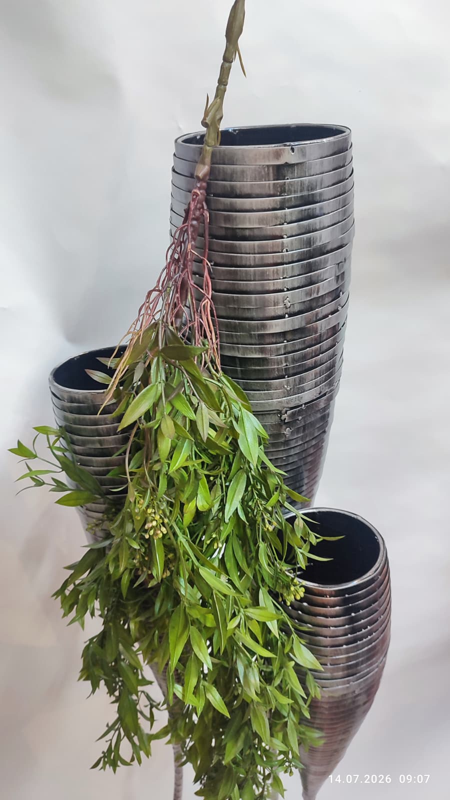 Plante Curgatoare