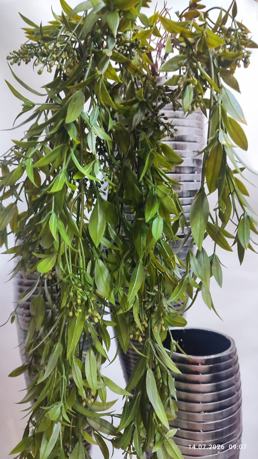 Plante Curgatoare