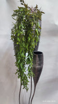 Plante Curgatoare