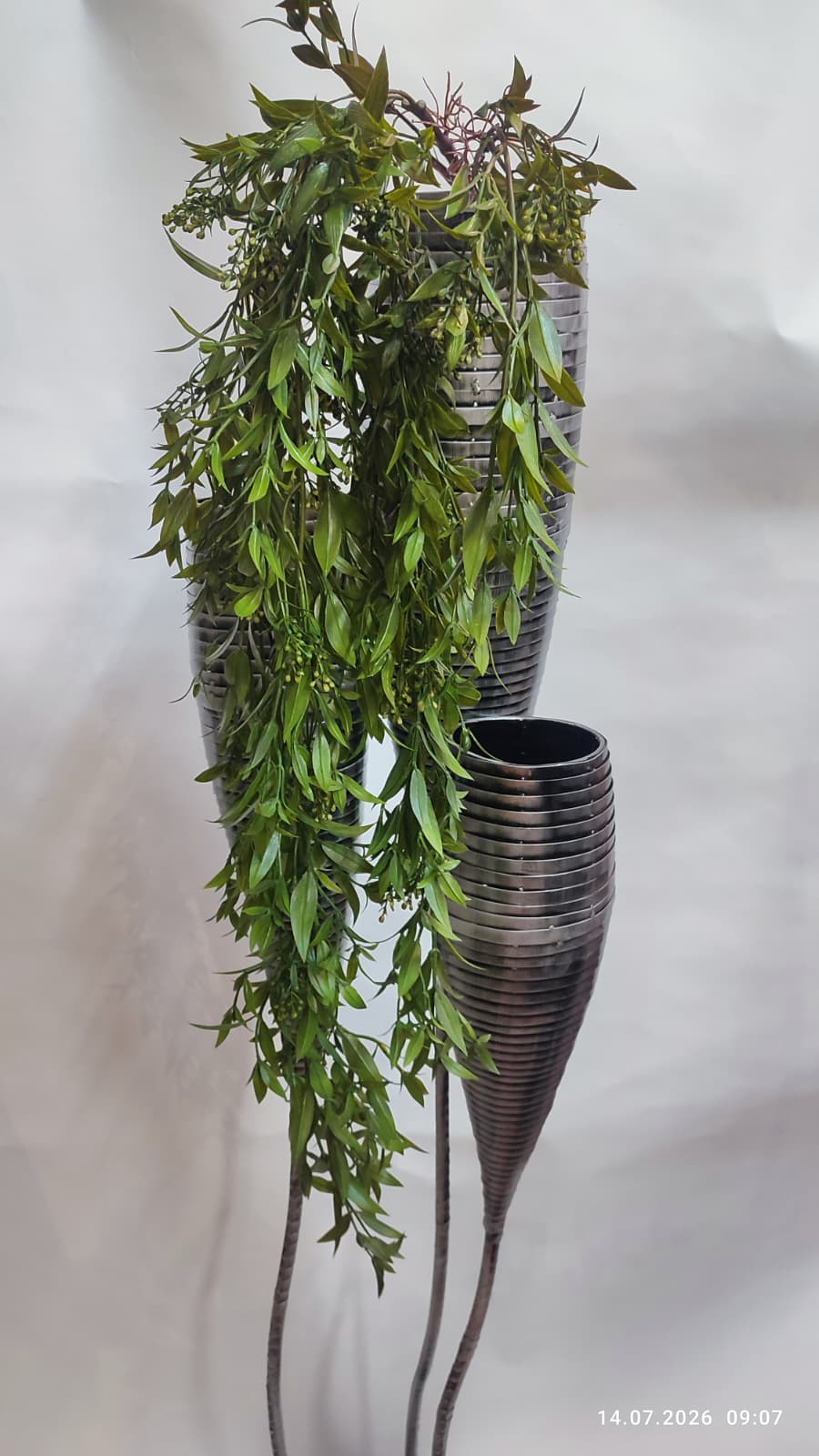 Plante Curgatoare